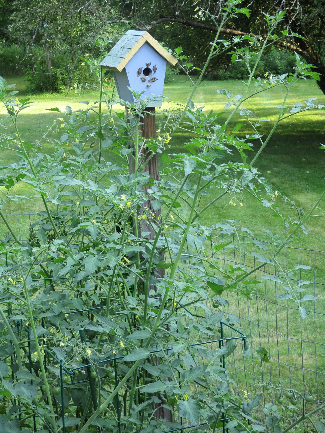 Sun Gold tomato plant grew to over six feet tall.